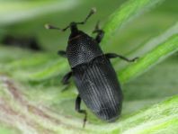 Baris artemisiae