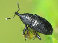 Baris artemisiae