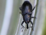 Baris artemisiae