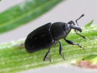 Baris artemisiae