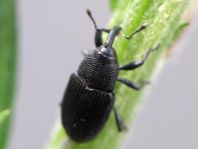 Baris artemisiae