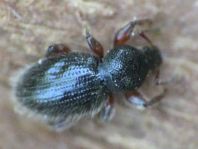Barypeithes pellucidus