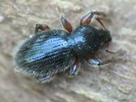 Barypeithes pellucidus