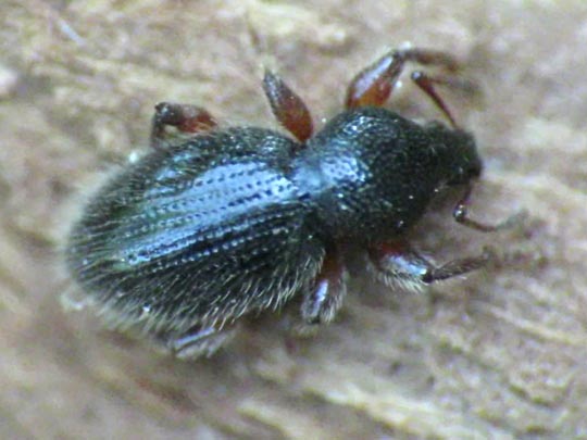 Barypeithes pellucidus
