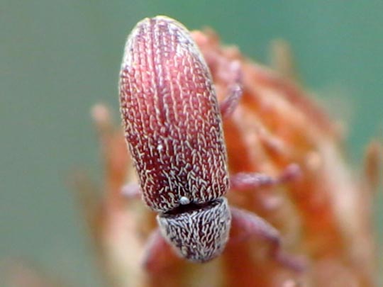 Brachonyx pineti