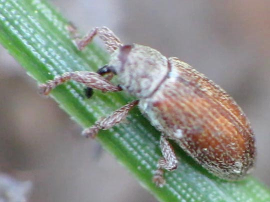Brachonyx pineti