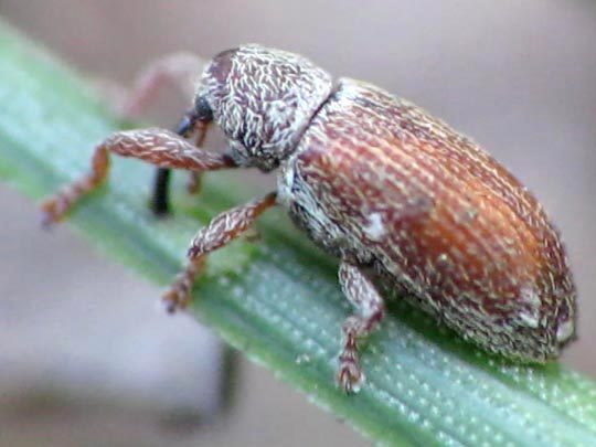 Brachonyx pineti