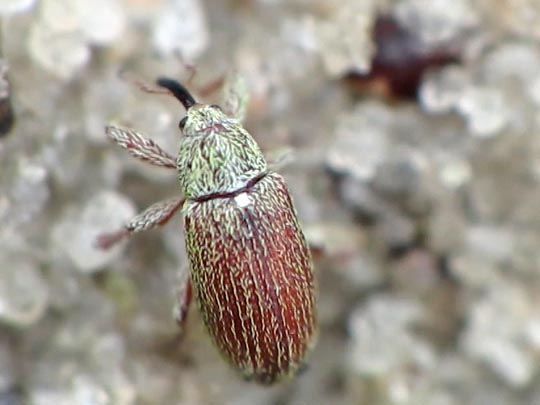 Brachonyx pineti