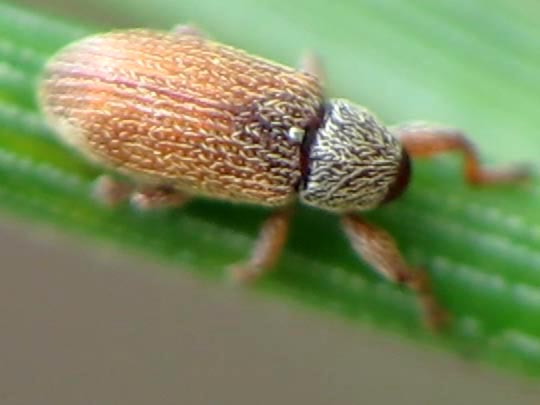 Brachonyx pineti