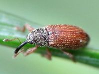 Brachonyx pineti