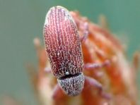 Brachonyx pineti