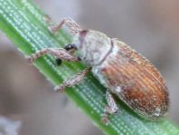 Brachonyx pineti