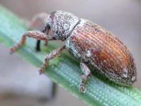 Brachonyx pineti