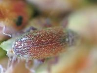 Brachonyx pineti