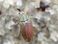 Brachonyx pineti