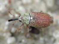 Brachonyx pineti