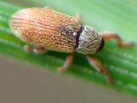 Brachonyx pineti