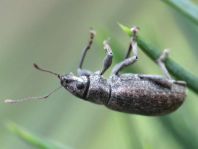 Brachyderes incanus, Gemeiner Graurüssler