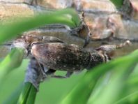 Brachyderes incanus, Gemeiner Graurüssler