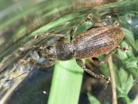 Brachyderes incanus, Gemeiner Graurüssler