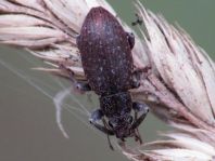Brachyderes incanus, Gemeiner Graurüssler