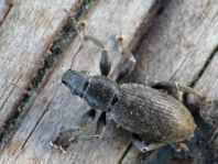 Brachyderes incanus, Gemeiner Graurüssler