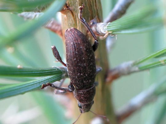 Brachyderes incanus, Gemeiner Graurüssler