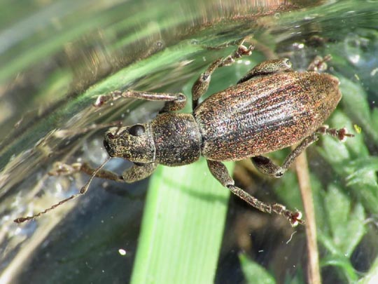 Brachyderes incanus, Gemeiner Graurüssler