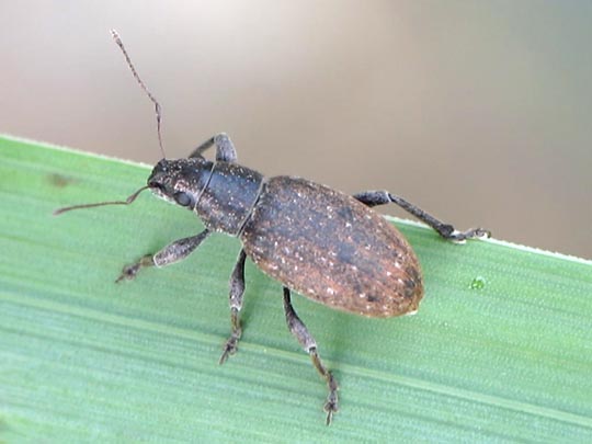 Brachyderes incanus, Gemeiner Graurüssler
