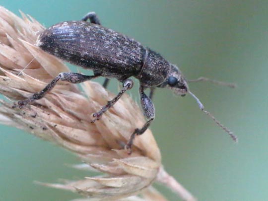 Brachyderes incanus, Gemeiner Graurüssler