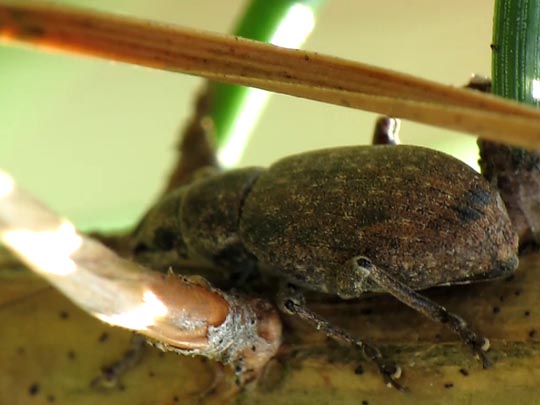 Brachyderes incanus, Gemeiner Graurüssler