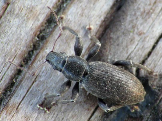 Brachyderes incanus, Gemeiner Graurüssler