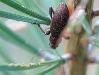Brachyderes incanus, Gemeiner Graurüssler