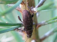 Brachyderes incanus, Gemeiner Graurüssler