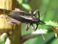 Brachyderes incanus, Gemeiner Graurüssler