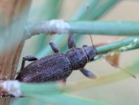 Brachyderes incanus, Gemeiner Graurüssler