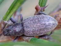 Brachyderes incanus, Gemeiner Graurüssler