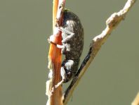 Brachyderes incanus, Gemeiner Graurüssler
