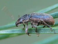 Brachyderes incanus, Gemeiner Graurüssler