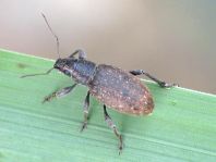 Brachyderes incanus, Gemeiner Graurüssler