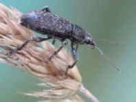 Brachyderes incanus, Gemeiner Graurüssler