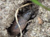 Brachyderes incanus, Gemeiner Graurüssler
