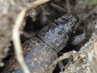 Brachyderes incanus, Gemeiner Graurüssler