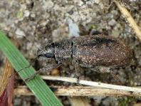Brachyderes incanus, Gemeiner Graurüssler