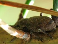 Brachyderes incanus, Gemeiner Graurüssler
