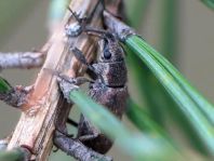 Brachyderes incanus, Gemeiner Graurüssler