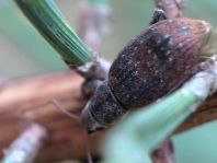 Brachyderes incanus, Gemeiner Graurüssler