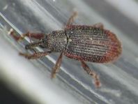 Bradybatus kellneri