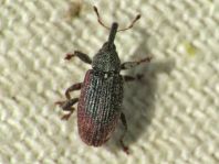 Bradybatus kellneri