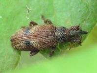 Bradybatus kellneri